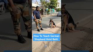 How To Teach German Shepherd Hold Balti session 406 shorts [upl. by Gitt]