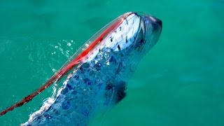 OARFISH rare sighting in shallow waters of California [upl. by Angelita]