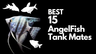 15 Best Angelfish Tank Mates You Must Try With Your Angels [upl. by Alyak]