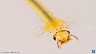 Mosquito larvae – you can see the breathing tube piercing the water surface [upl. by Sivrahc]