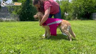 How to Put on a ThunderShirt®  Polo Style [upl. by Gagnon]