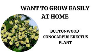 Want to Grow Easily At Home Buttonwood  Conocarpus erectus Plant [upl. by Airdnaid936]