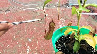 Alimentando planta carnívora con araña viva  Feeding Pitcher plant with live spider [upl. by Aehsal792]