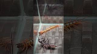 Vinegaroon vs Scolopendra  Uropygi vs centipede [upl. by Trepur]