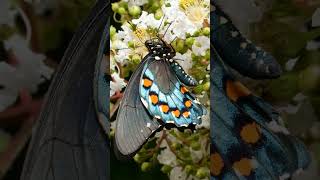 Pipevine Swallowtail Battus philenor ☠️ Batesian amp Mullerian mimicry  Observed in Description [upl. by Omixam691]