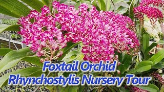 Foxtail OrchidRhynchostylis Nursery Tour [upl. by Ettore856]