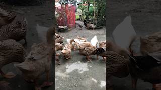 Daily Routine for ducks 🦆 ￼ [upl. by Javed657]