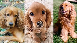 Cocker spaniel  Funny and Cute dog video compilation in 2022 [upl. by Adikam]