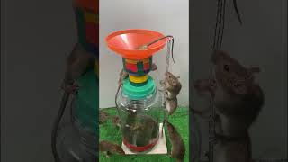 Best Mouse Trap Ideas  Mouse trap from plastic box and funnel [upl. by Erialcyram]