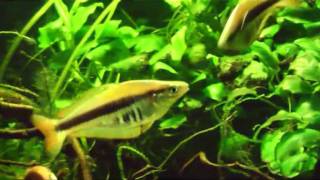 Chilatherina alleni Siriwo  Regenbogenfisch rainbowfish [upl. by Teillo]