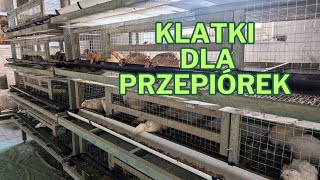 Klatka dla przepiórek niosek przepiórki hobby hodowla rolnictwo ptaki drób [upl. by Pride453]