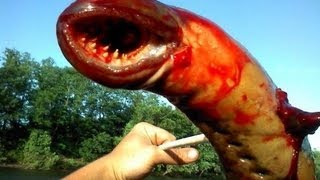 Terrifying Huge Lamprey [upl. by Elda]