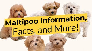 Maltipoo Information Facts and More 🐶📃🦴 [upl. by Gilcrest510]