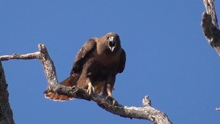 Golden Eagle or Redtailed hawk call [upl. by Ffilc]