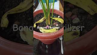 How to use Banana Fertilizer gardeningtips indoorplants oxygen fertilizer [upl. by Godliman107]