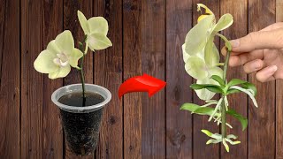 Just 1 cup The orchid immediately took root and sprouted after 1 night [upl. by Aldredge38]