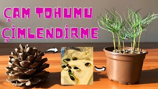 Kozalaktan Çam Ağacı Yetiştirme Çam Tohumu Çimlendirme [upl. by Er753]