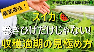 スイカ栽培🍉収穫の目安は４つ！音の違いについても解説【有機農家直伝！無農薬で育てる家庭菜園】 22714 [upl. by Anaynek994]