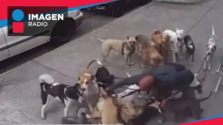 Exhiben a paseador de perros en la CDMX llevaba más de 20 lomitos [upl. by Nol867]