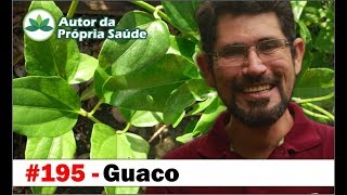 Autor da Própria Saúde  Guaco  broncodilatador antidiarréico antiofídico herpes leishmaniose [upl. by Mukund]