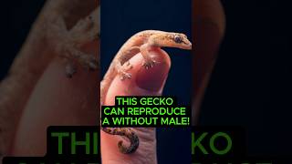 This Gecko Can Reproduce A Without Male shorts [upl. by Leerzej25]