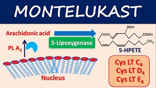 Montelukast Singulair  Mechanism side effects and uses [upl. by Litt919]