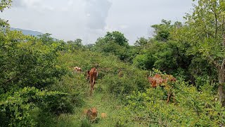 Bargur cows in Jungle [upl. by Gilberta]