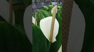 peace lily lilydamai spathiphyllumwallisii [upl. by Oremor]