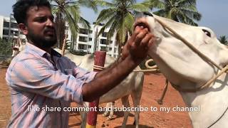 Fodder and hand feed suggestions to hallikar bullocks by Santhosh Varthur [upl. by Ahseiyn]