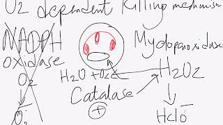 USMLE step 1 concepts chronic granulomatous disease [upl. by Ehrlich]