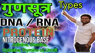 Chromosome DNARNA  PROTEIN  NITROGENOUS BASE  Adinine  Guanine  Cytosine Thymine  Urocil [upl. by Aicatan]