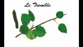 peuplier tremble [upl. by Lee]