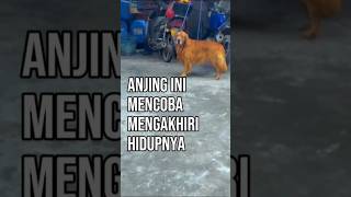 sungguh anjing yang malang shorts dog [upl. by Mairim]