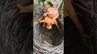 Java Chicks Baby  Birds Chick 2024 shorts trending vlog viralshorts shortvideo video khi ai [upl. by Airuam328]