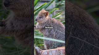 Meet the Quokka  The Happiest Animal quokka cuteanimals wildlife happy animals [upl. by Annek]