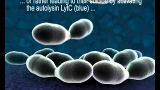 HostPathogen Interactions in Streptococcus pneumoniae [upl. by Mart]