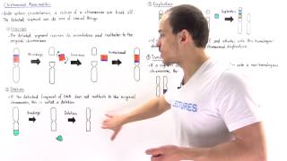 Chromosomal Deletion Inversion Duplication and Translocation [upl. by Charry]