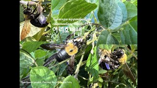 새콩 꽃가루 재취하는 어리호박벌 New Bean Pollen Reclaiming carpenter bee [upl. by Fisken]