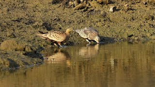 Chestnutbellied sandgrouse searchingwater [upl. by Nosral]