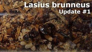 Meine erste je gefangene Königin  Lasius brunneus 1 [upl. by Ailicec534]