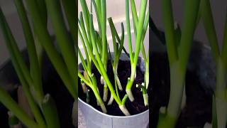 Grow Green Onions From Cuttings  spring onions gardeningshortfeed outdoorgardening ytshorts [upl. by Eberta29]