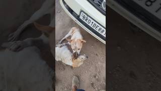 DOGS FIGHTING 😡 reels doglover pets youtubeshorts youtube [upl. by Knorring]