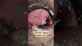 Corneal repair  Red eye in dog  Surgery  Discharge Swelling Itching  Conjunctival graft SKRDVET [upl. by Pickar]