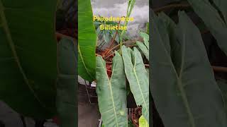 Philodendron billietiae nature amazinggarden philodendron love amazing garden enjoy relaxing [upl. by Sutton]