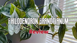 Philodendron Brandtianum  Review [upl. by Teece316]