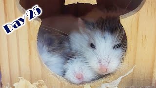 Roborovski Dwarf Hamster Baby Growing Up  Hamster Survival 🐹42 [upl. by Atronna]