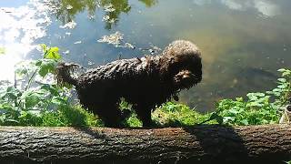 Miniature poodle Bo takes a swim in a fish pond [upl. by Val]