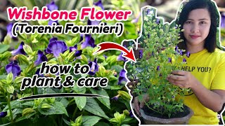 Wishbone flower plants complete care guide  How to grow and care  Torenia Fournieri [upl. by Saixela75]