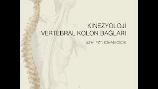 Vertebral Kolon Bağları [upl. by Yerhpmuh213]