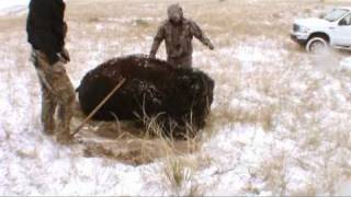 Bölény elejtés bison hunting bison kill  20091011 wwwhungarianhuntercom [upl. by Lewendal352]